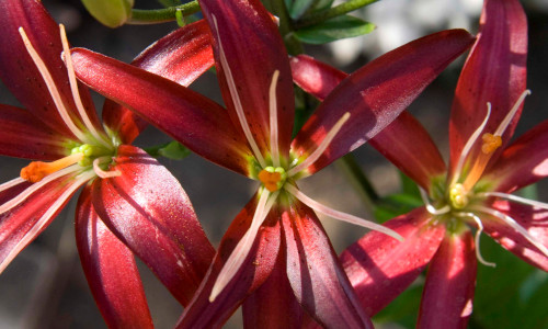 Seedling Lily