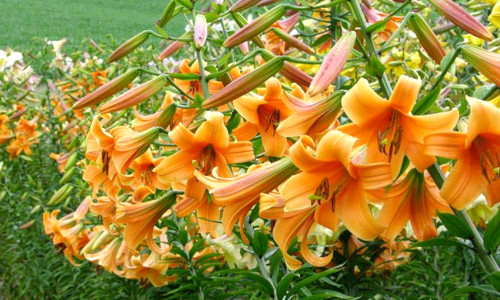 Trumpet Lilies