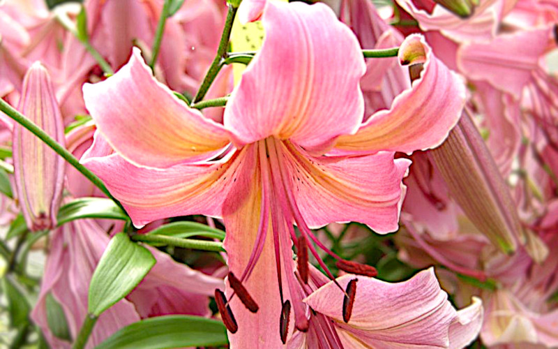 My Joann Lilium