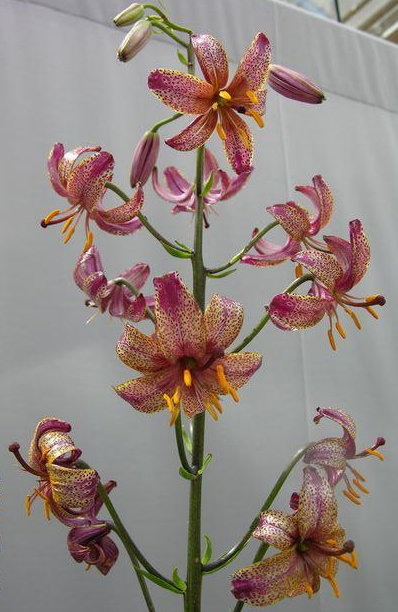 Martagon Lilium